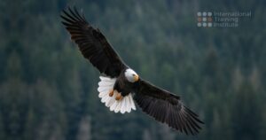 Read more about the article Up, up and away the solo flight