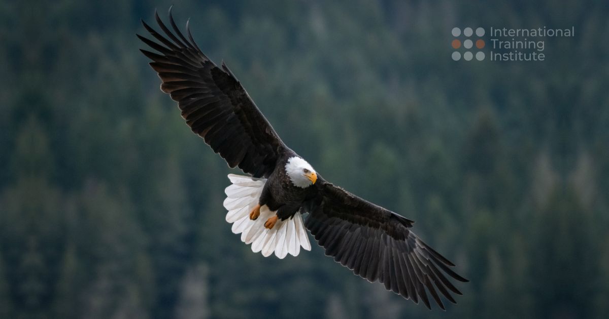 Read more about the article Up, up and away the solo flight